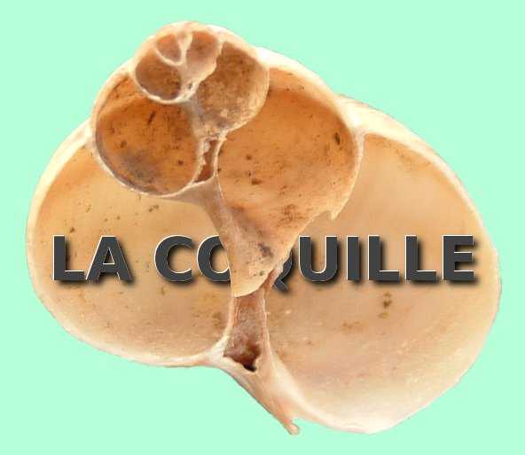 comment reparer la coquille d'un escargot