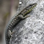 Lézard