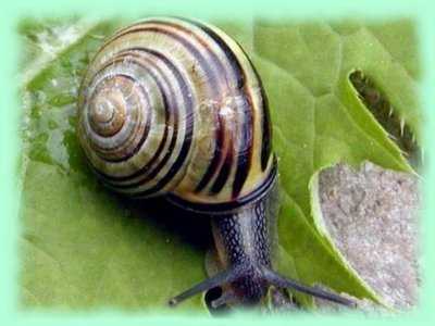 Escargot des bois