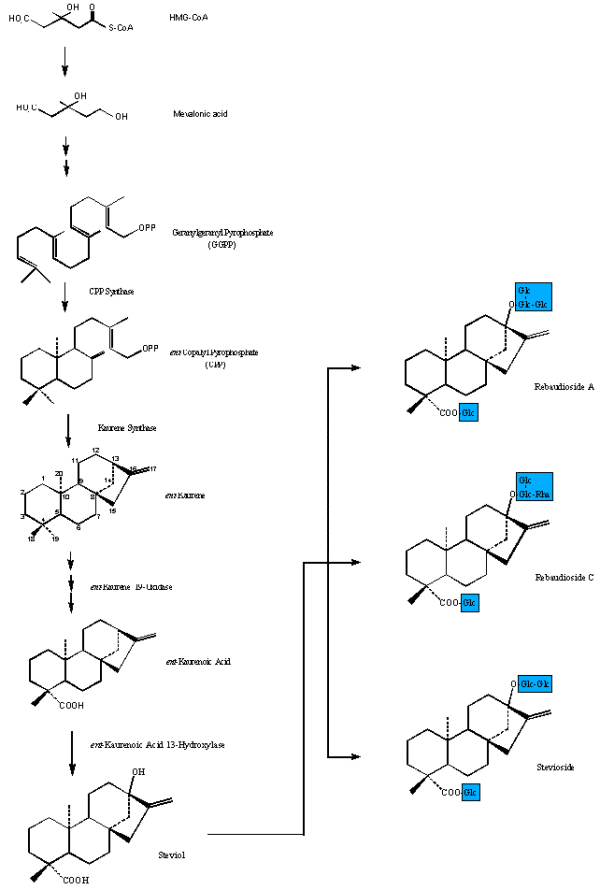 Image: Voie biosynthétique des glycosides du stevia