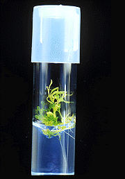 Photo: Plant de stevia en culture de tissus, Dr Dan Brown (AAC)