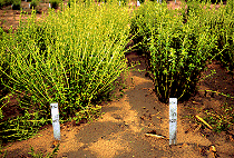 Photo: Septoriose sur les feuilles inférieures d’un plant de stevia dans un champ (à droite)