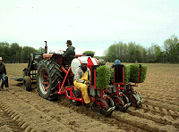 Photo: Transplantation de stevia à l’aide d’une planteuse de mottes à trois rangs