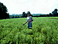 Photo: Culture commerciale de stevia à la fin de l’été, près de Delhi (Ontario)
