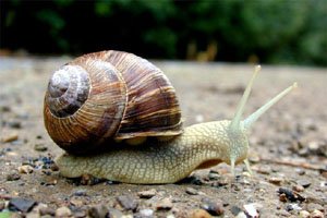 escargot gros gris