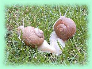 Snail king