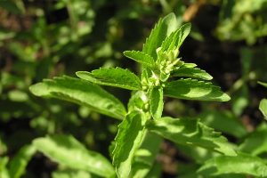 stevia rebaudiana