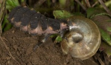 Lampyre dévorant un escargot