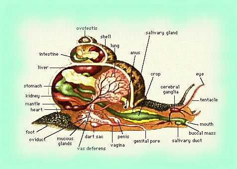 anatomie de l'escargot