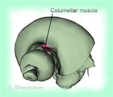 columelar muscle