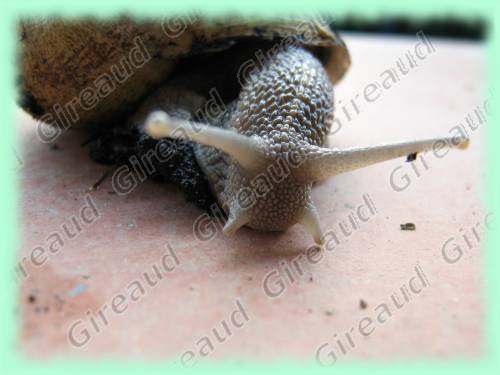 La tete de l'escargot
